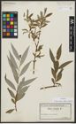 Foto von Salix alba subsp. vitellina (L.) Arcang.